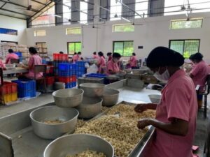 Cashew nut factory Zantye