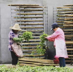 Tea Harvesting