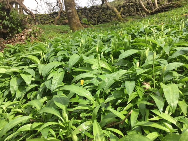 Wild Garlic and Carrot Soda Bread