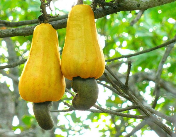 Nuts about (ethical) Cashew Nuts