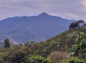 Our Suppliers – Tatama coffee  